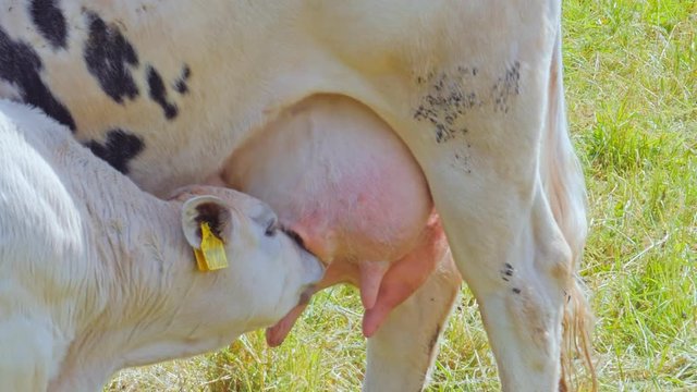 White calf drinks milk from the udder of a cow.
