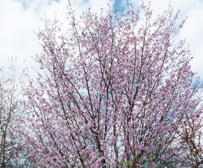 Swedish countryside. everything blooms in spring