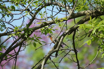 Robin 1