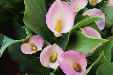 Flowers of pink calla lilies - obrazy, fototapety, plakaty