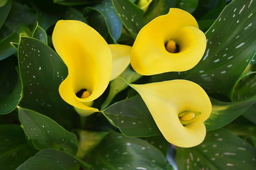 Flowers of yellow calla lilies