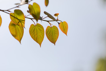 ハート型の葉っぱ　新緑の桂の木