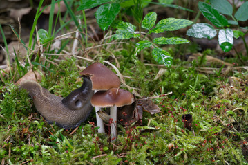 Two slugs of Limacidae genus eat two wild mushrooms Psathyrella species. Natural environment.