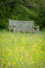 Bench in the middle of wild flowers 