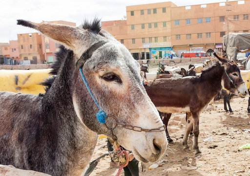 Burro