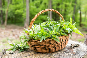 Fototapeta na wymiar Common nettle harvest. Basket with green fresh young nettles. Spring season of harvesting herbs.