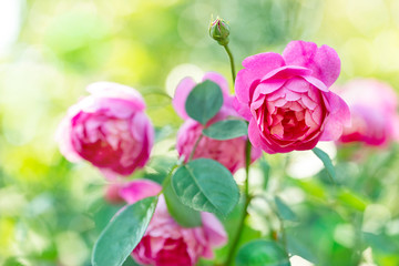 バラ　ローズガーデン　バラ園