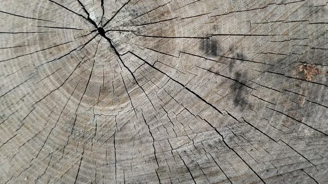 Abstract wood cut log texture cracks on a plank, rotating macro shot