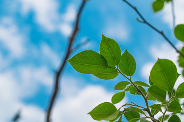 Obraz premium close up of vains in a green leaf shining in light.blue sky and white clouds in background.