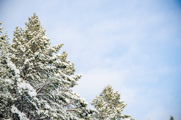 dense coniferous forest. a large pine Park. much snow