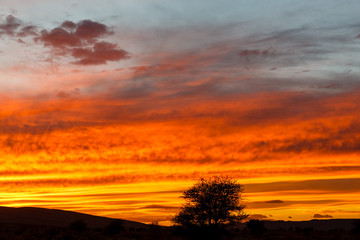 Fototapeta na wymiar Sunset in Sahara desert, lonely tree against the colorful sky