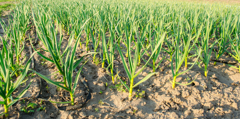 Rows of young leek grow in the field in a sunny day. Farm. Growing organic vegetables. Agriculture. Onion. Selective focus