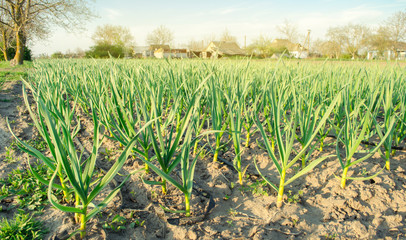 Fototapeta na wymiar Rows of young leek grow in the field in a sunny day. Farm. Growing organic vegetables. Agriculture. Onion. Selective focus