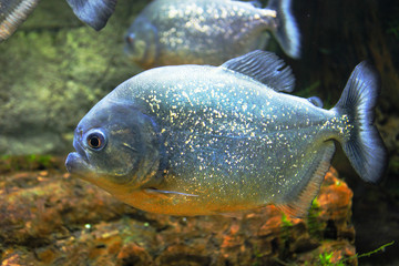 Obraz na płótnie Canvas piranha in aquarium close up