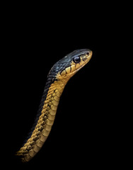 snake on black background