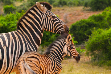 Fototapeta na wymiar Zebra at Addo National park