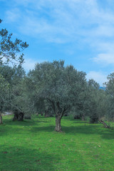 Field of olive tree. Green grass with blue sky. Planted field for oil making.