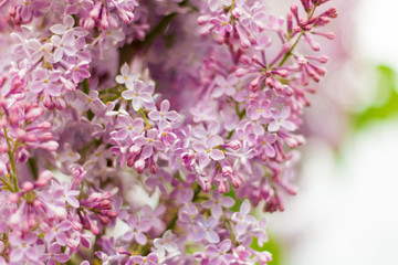blooming branches of lilac in the spring in the garden