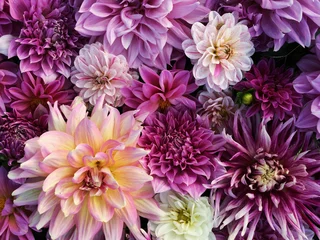 Fototapeten Viele schöne blühende Dahlienblumen, Blumensommerhintergrund. Bunte Dahlien in voller Blüte © Iryna