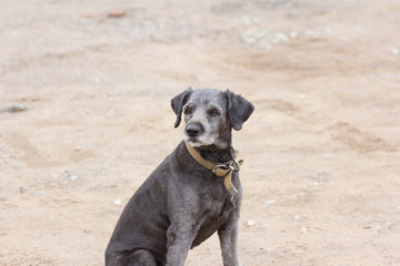 black dog with a collar sitting on the road and looking to the side