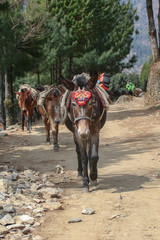 エベレスト街道