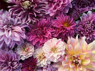 Tuinposter Many beautiful blooming dahlia flowers, floral summer background. Colorful dahlias in full bloom © Iryna