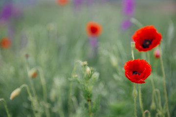 Beautiful poppies