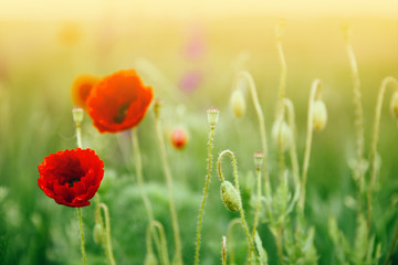 Beautiful poppies