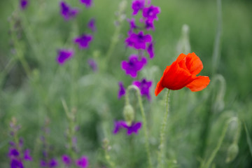 Beautiful poppies
