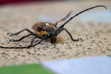 Big bug on a table, close up