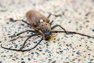 Big bug on a table, close up