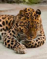 The powerful  leopard lies beautifully, the muzzle is close up.  Washes, licks wool tongue.