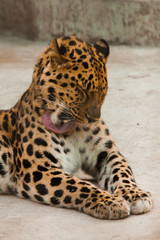 The powerful  leopard lies beautifully, the muzzle is close up.  Washes, licks wool tongue.