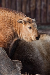 Fototapeta premium Cute lit by the sun. Tiny rare animal Sichuan Takin (Chinese bull)