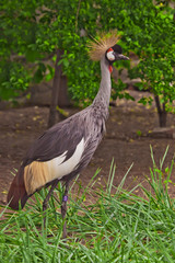 Beautiful  bird - Crowned Crane on a background of green grass