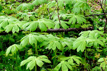 Podophyllum or Mayapples on a forest floor