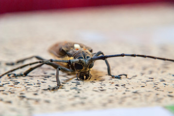 Big bug on a table, close up