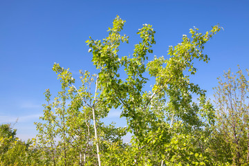 green branches against blue sky 