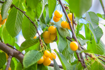 tasty sweet cherries on the branch