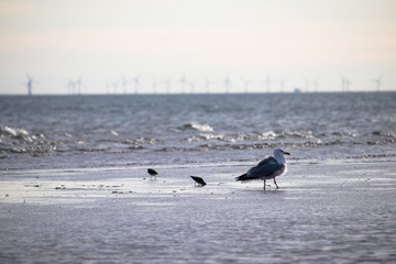 Möwe und Sanderlinge vor Offshore Windpark