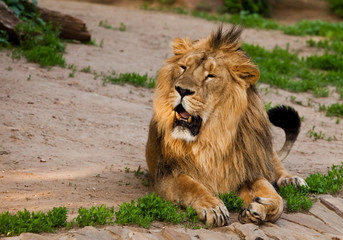 A handsome male lion with a gorgeous mane close-up against the backdrop of greenery, a powerful animal the lion king.