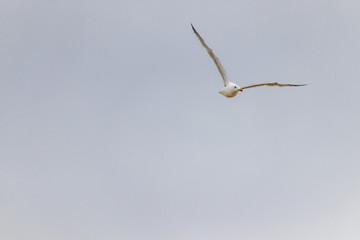 Flying Seagull