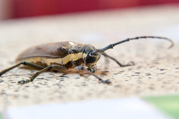 Big bug on a table, close up