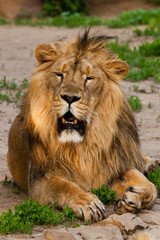A handsome male lion with a gorgeous mane close-up against the backdrop of greenery, a powerful animal the lion king.