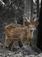 deer in the forest