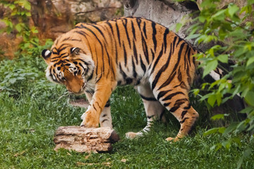 Tiger plays. Beautiful powerful big tiger cat on the background of summer green grass and stones.
