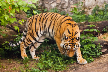 Beautiful powerful big tiger cat on the background of summer green grass and stones. The tiger plays sniffs the ground in hunting, stalking