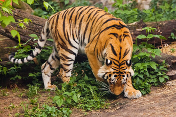 Beautiful powerful big tiger cat on the background of summer green grass and stones. The tiger plays sniffs the ground in hunting, stalking
