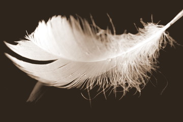Feather