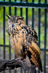 The great eagle Owl 